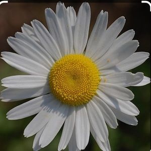 Meet your Posher, Samanta